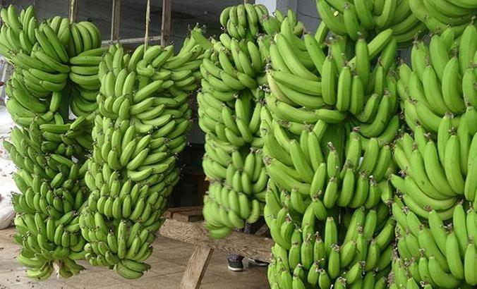 Yerli muz, Türkiye'nin ihtiyacının yüzde 85'ini karşılıyor