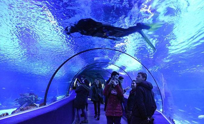 Akvaryum dalgıçları, köpek balıklarını elle besliyor