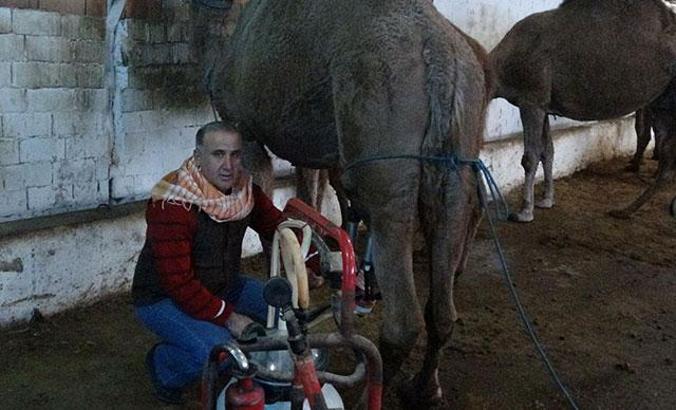 Kilosu 100 TL olan deve sütüne yoğun talep