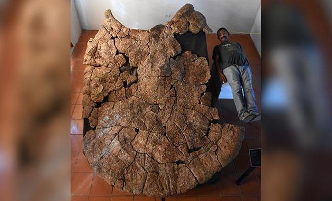 Dünyanın en büyük kaplumbağasının kabuğu bulundu