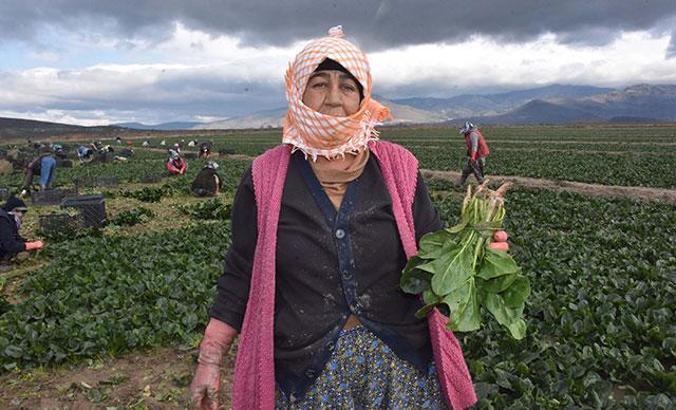 Sezon sonuna doğru ıspanak tahtını geri alıyor