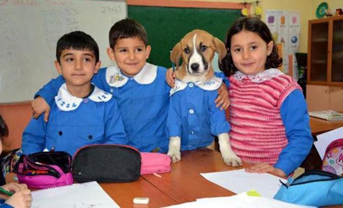'Fındık',  tedavi için Ankara'ya gönderildi