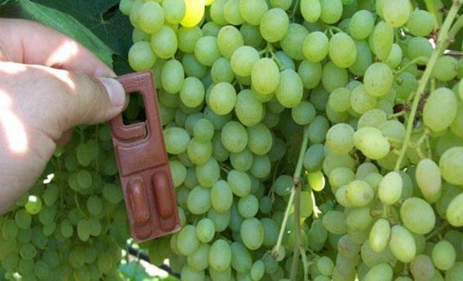 Manisa'da tarımda öncelikli hedef 'biyoteknik mücadele'