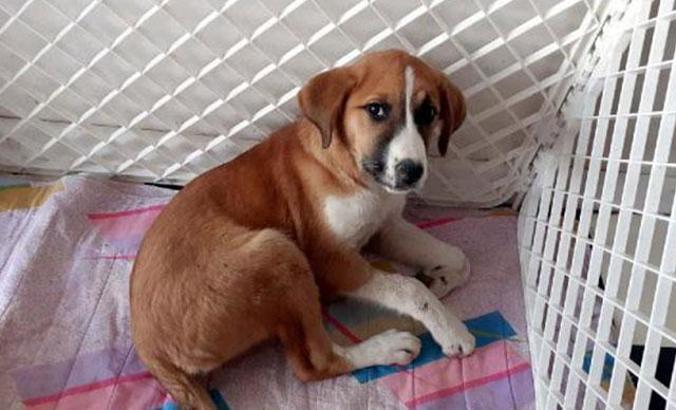 Ankara'ya getirilen Fındık, 'gençlik hastası'