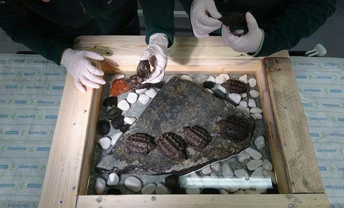 Timsah yiyen kaplumbağalar, Ormanya'da bakıma alındı
