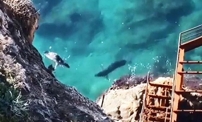 'Akdeniz foklarını yatak odasında rahat bırakın'