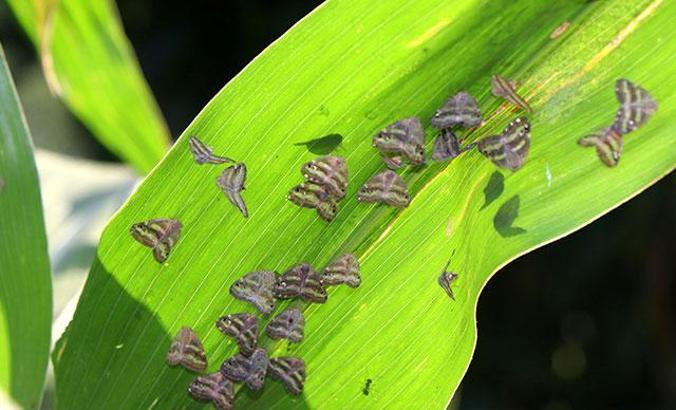 Doğu Karadeniz'de 'Vampir' kelebeği yok edecek ilaç geliştirildi