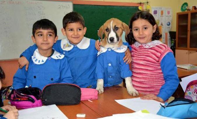 Fındık’ın cansız bedeni, Tokat’a gönderilecek