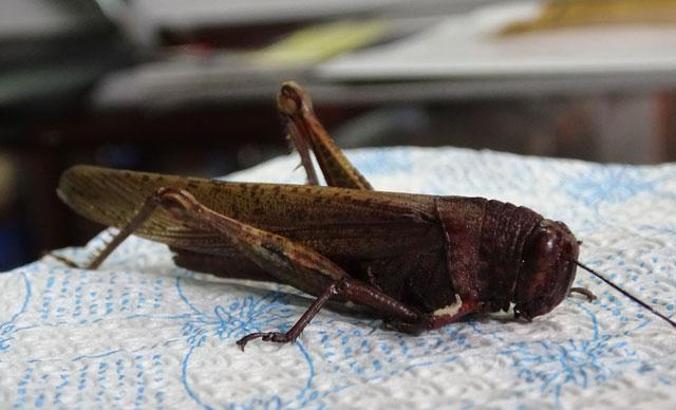 Prof. Dr. Aslan: Bizim bölgemizde de tahribata yol açan çekirge türleri var