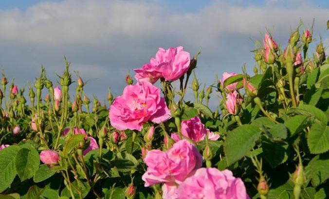 'Gül, bağışıklığı güçlendiriyor'