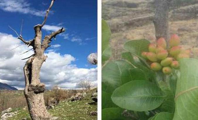 Menengiç ağaçları aşılanarak, ekonomiye kazandırılıyor