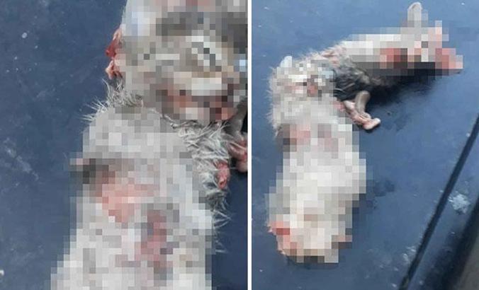 Bacakları ve kuyruğu kesilmiş 2 yavru kedi, ölü bulundu