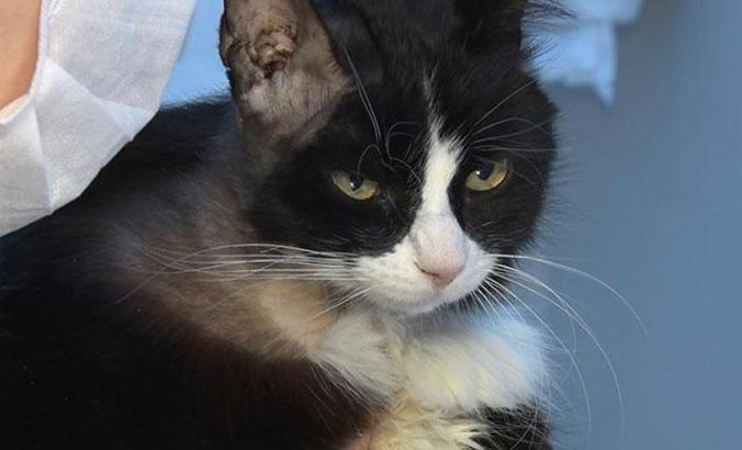 'Panda' adlı kedi böbrek naklinden kök hücreyle kurtuldu