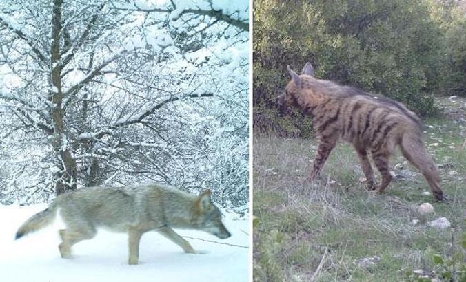 Kahramanmaraş'ta çizgili sırtlan ve porsuk fotokapanla görüntülendi