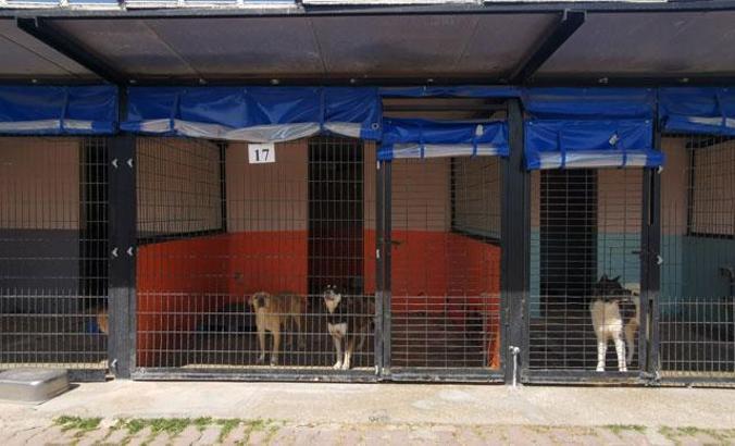 Koronavirüs korkusuyla çok sayıda hayvan sokaklara terk edildi