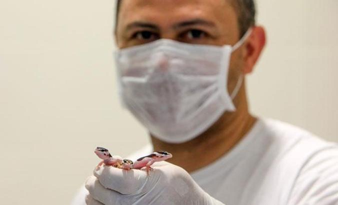 Yavrular, karantinada büyüyor