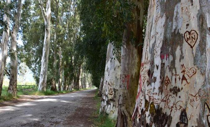 'Aşıklar Yolu'ndaki okaliptüs ağaçlarını yazı tahtasına çevirdiler