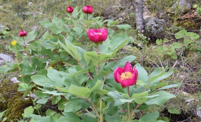 Torosların sembol çiçeği şakayığa zararın cezası 61 bin 800 TL