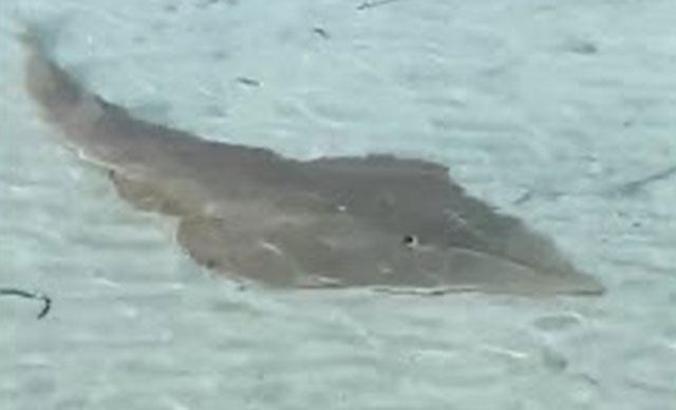 Kemane balığı Çeşme sahilinde görüldü