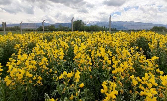 Koruma altındaki Eber sarısını koparmanın cezası 73 bin lira