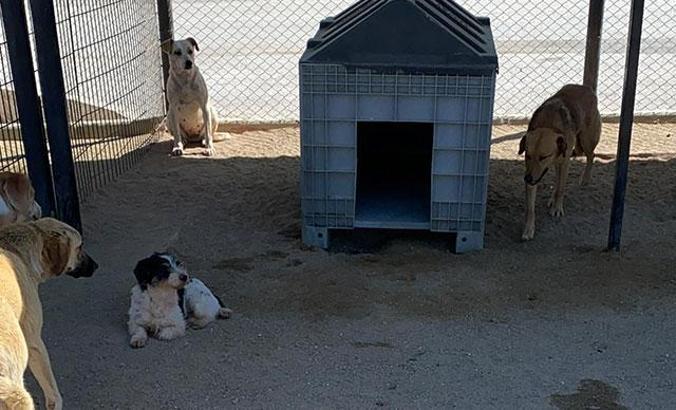 Sahibinin şiddet uyguladığı 7 yavru köpeğe, AHBAP sahip çıktı