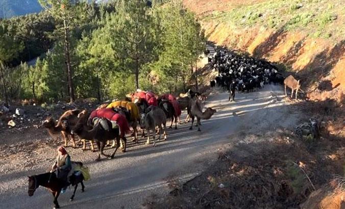 Yörüklerin 20 gün sürecek yaz göçü başladı