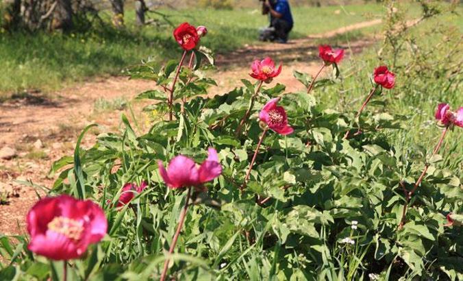 'Şakayık' çiçeğini koparmanın cezası 60 bin TL