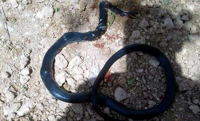 Şahmeran'da 2 metrelik yılan ortaya çıktı