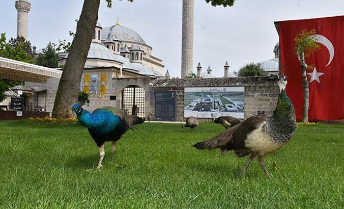 Tarihi külliyenin duvarına 500 yıl önce çizilen hayvan figürleri hayat buldu