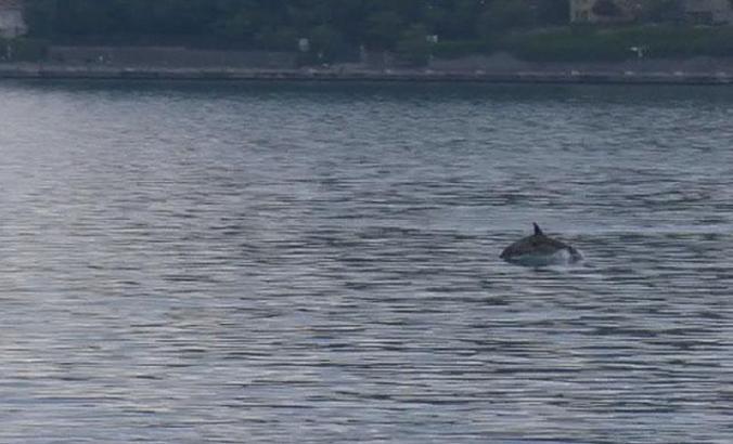 Yunuslar İstinye Sahil'de görüldü
