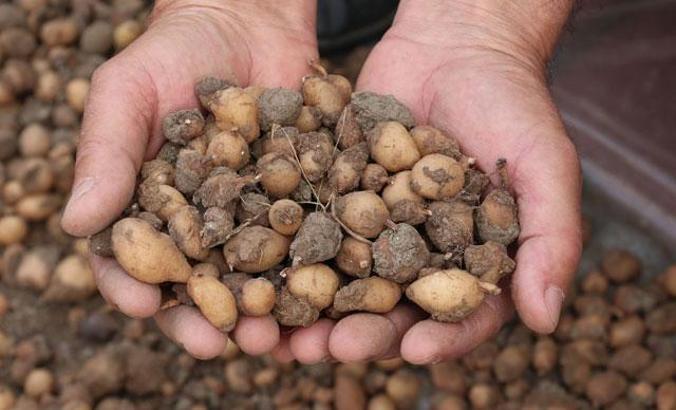 İşlenmiş toz hali 1000 lira olan salepte hasat sürüyor