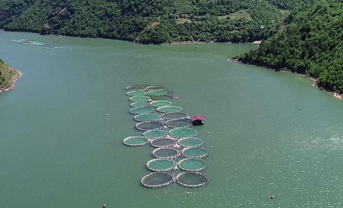 Koronavirüsten sonra artan somon siparişlerine yetişemiyorlar