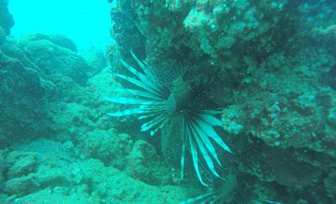 Zehirli balık türleri dalış merkezlerini endişelendiriyor