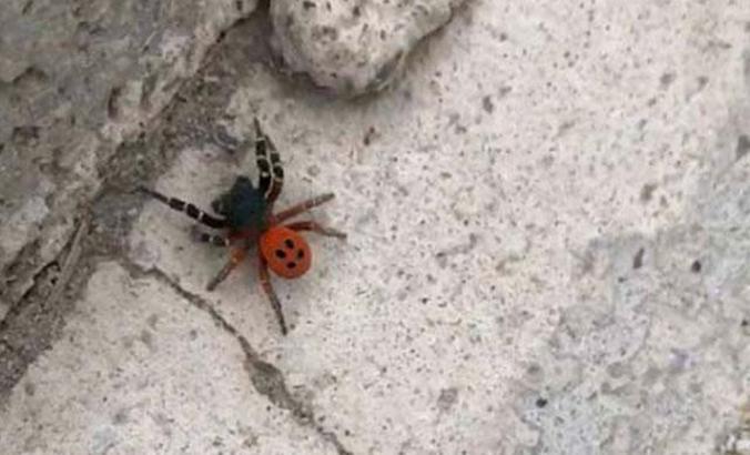 Ankara'da 'örümcek' paniği