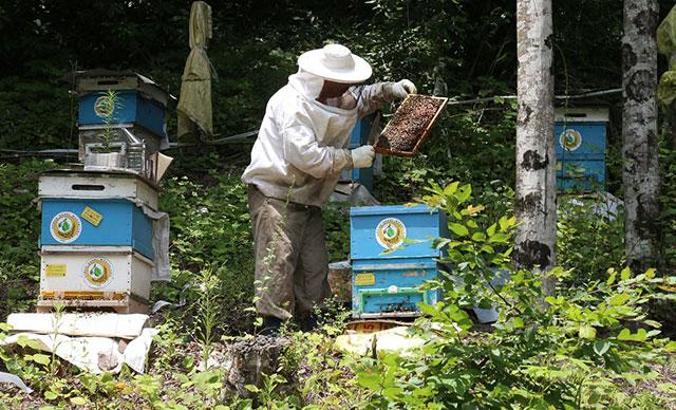 OGM Müdürü Karacabey: 56 'bal ormanı' kurulmasını hedefliyoruz