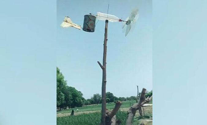 Hindistan’da çekirge sürüsü istilasına karşı sıra dışı yöntem