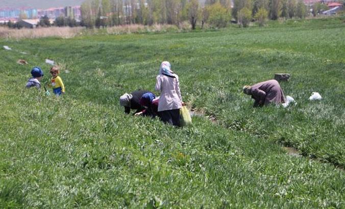 Erzurum'da çayır ve meralarda 'evelik otu' mesaisi