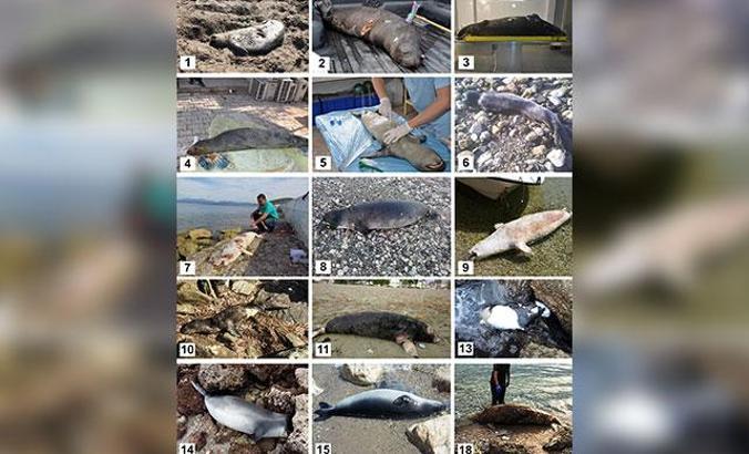 TÜDAV’dan ‘Dünya Çevre Günü’ çağrısı: Akdeniz foklarını koruyalım