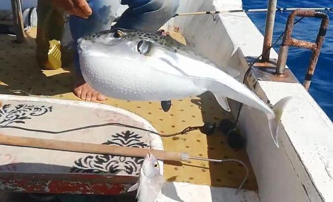 Balon balığına 'deniz ayakkabısı' tedbiri