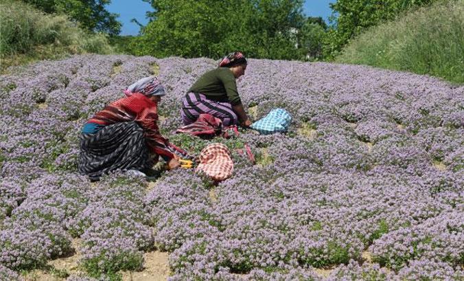 Rize'de ilk kez yayla kekiği hasadı yapıldı