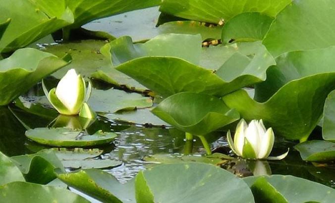 Nilüfer Gölü'nde açan beyaz renkli çiçekleri koparmanın cezası 73 bin TL