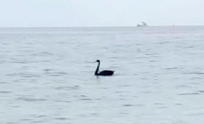 Kemer sahilinde, 'siyah kuğu' görüntülendi