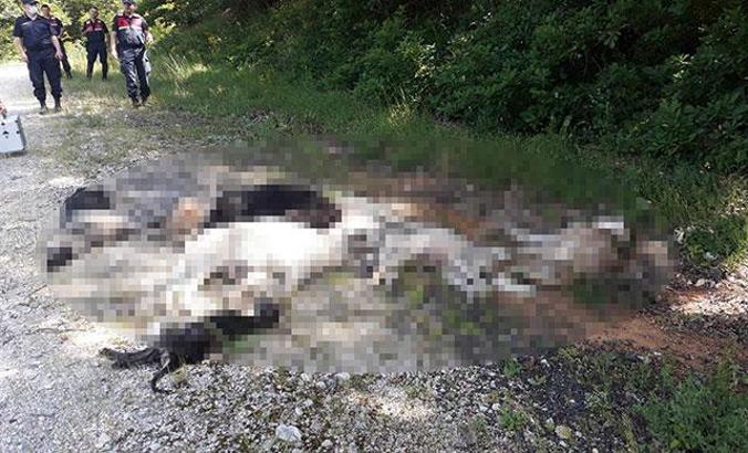 Kırklareli'de ormanlık alanda 12 köpek ölü bulundu