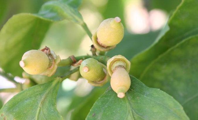 Uçkurutan hastalığı limonda rekolteyi düşürecek