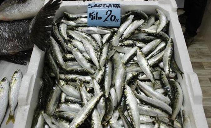 Balıkçı tezgahlarında sardalya zamanı