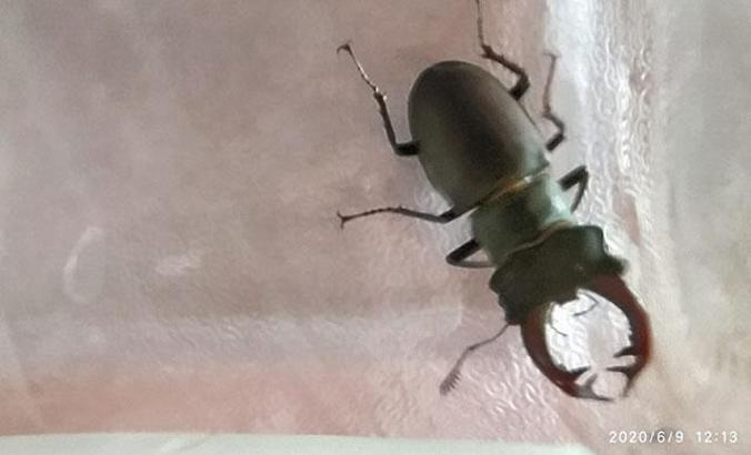 Kırklareli'de 'kırmızı liste'de yer alan geyik böceği bulundu