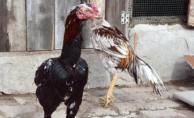 Bahis amaçlı dövüştürülen horozlar hayata tutundu, onlarca yavru oldu