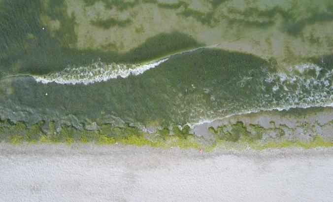 Caddebostan ve Menekşe plajlarında yosunlar kirlilik sinyali