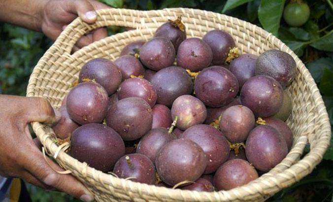 Çarkıfelek meyvesine yoğun talep