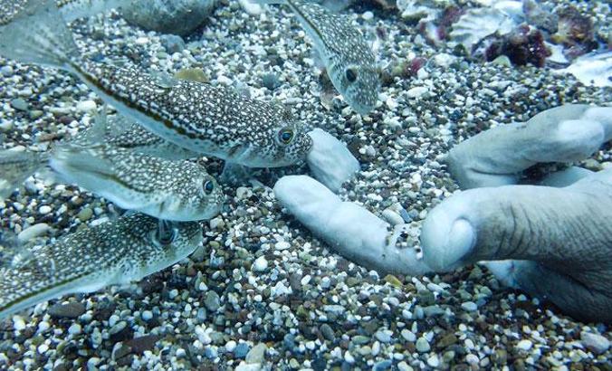 Prof. Dr. Gökoğlu: Balon balığı parmak koparabilir